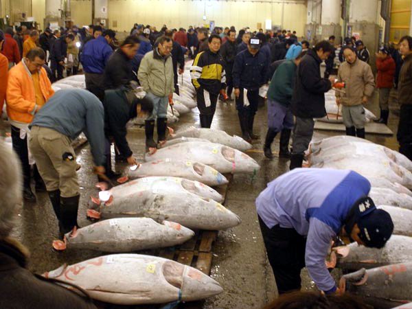 Der Tsukiji-Fischmarkt ist der größte Umschlagplatz für Fisch und andere Waren.