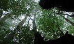 Jahrtausende-alte Zedernwälder von Yakushima